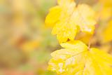 autumn leaves background / used special soft focus lens
