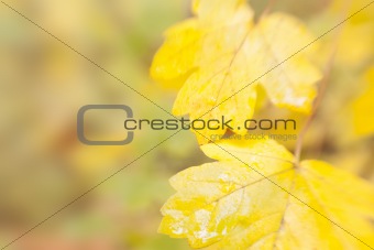 autumn leaves background / used special soft focus lens