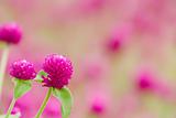 Beautiful purple flowers - gomphrena globosa 