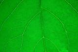  Leaf of a plant close up