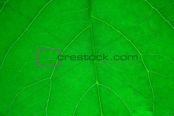  Leaf of a plant close up