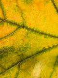 Close up on a autumn leaf 