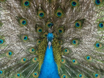1. peacock    2. peafowl