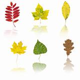 Set of different autumnal leaves 
