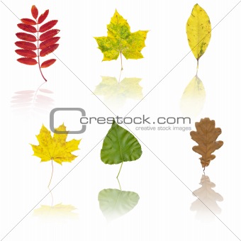 Set of different autumnal leaves 