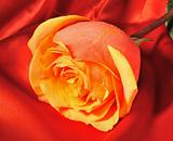 Rose on red silk