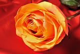 Rose on red silk
