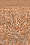 Golden wheat field 