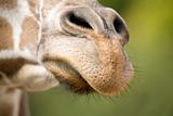 Giraffe nose