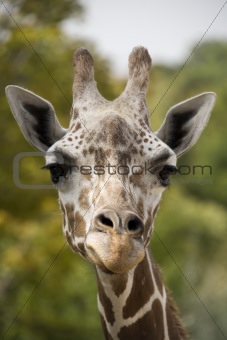 Giraffe head looking