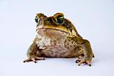 Cane toad (Bufos marinus)