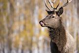 Deer, close-up shot