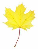 Bright Yellow Maple Leaf
