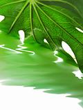 leaf water