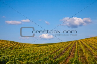 Douro Vineyards