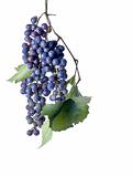 Grapes on The Vine