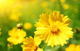 Sunny yellow flowers background