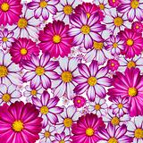 Colorful flower background