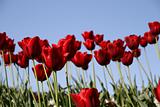red tulips field on a blue sky