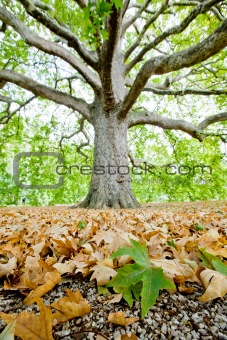 Leaves of plane tree and gravel with big tree on background