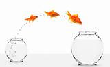 three goldfishes jumping from small to bigger bowl