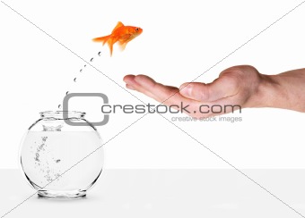 goldfish jumping out of fishbowl and into human palm
