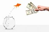 goldfish jumping out of fishbowl temped by cash