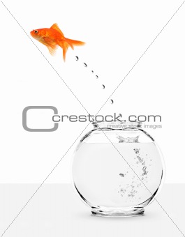 goldfish escaping from fishbowl