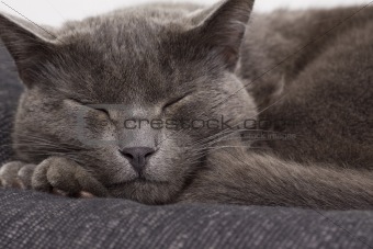 sleepy gray cat