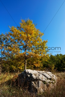 Yellow oak tree