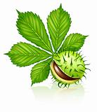 chestnut seed fruit with green leaf isolated