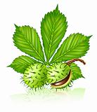 chestnut seed fruits with green leaf isolated