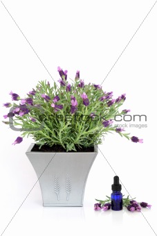 Lavender Herb Plant and Essence