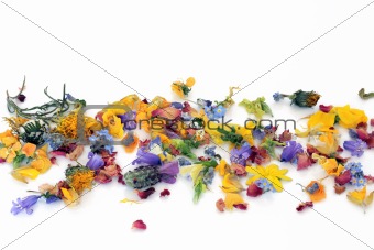 Scattered Flowers and Herbs