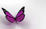 Butterfly in 3D