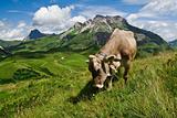 Alpine cow eating on green meadow