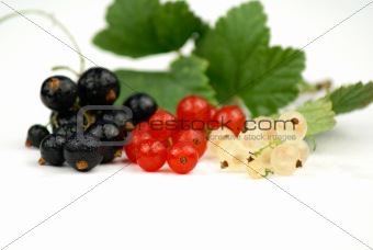 Black, Red and White Currant