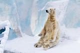 Young polar bear sitting. Sunny day