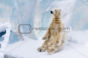 Young polar bear sitting. Sunny day