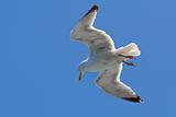 Flying seagull and clear blue sky