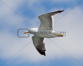 Flying seagull against sky wtih clouds