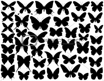 Butterfly Wing Shape