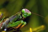 Crying mantis