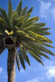 Canarian Palm 2