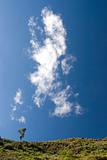 Solitary eucalyptus tree on the horizon against a blue sky 1