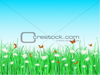 Butterflies, daisies and grass