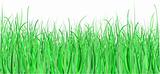Detailed grass