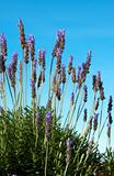 Bush of lavender with blue sky in background