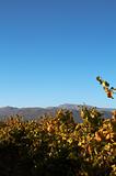 Vineyard on Boschendal wine farm in autumn