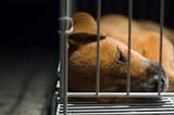 Brown Puppy Sleeping In Cage